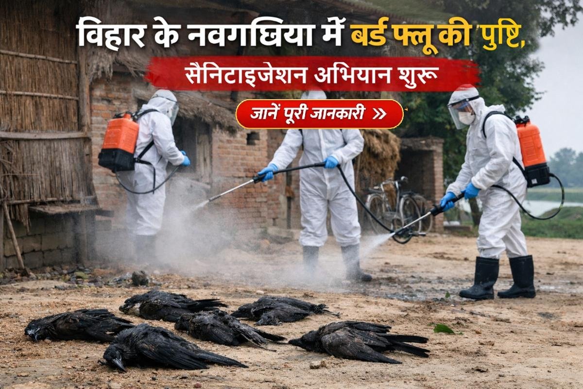 बिहार के नवगछिया में बर्ड फ्लू की पुष्टि के बाद सैनिटाइजेशन अभियान